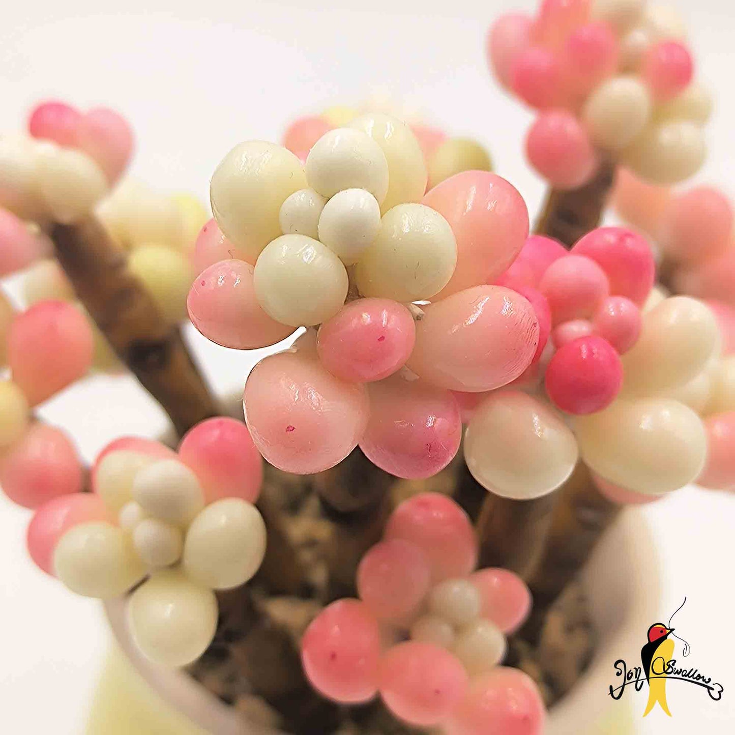 JoySwallow Handmade Clay Caviar Succulent Planter, Artisan Clay Succulent Planters, Handcrafted Delights for Home Decor, Unique Home Decor Accents